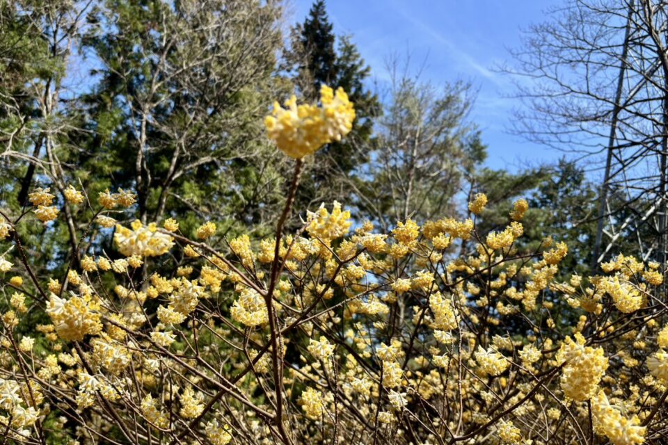 都留アルプスのミツマタ群生地に咲く黄色い花。春の里山を彩る絶景