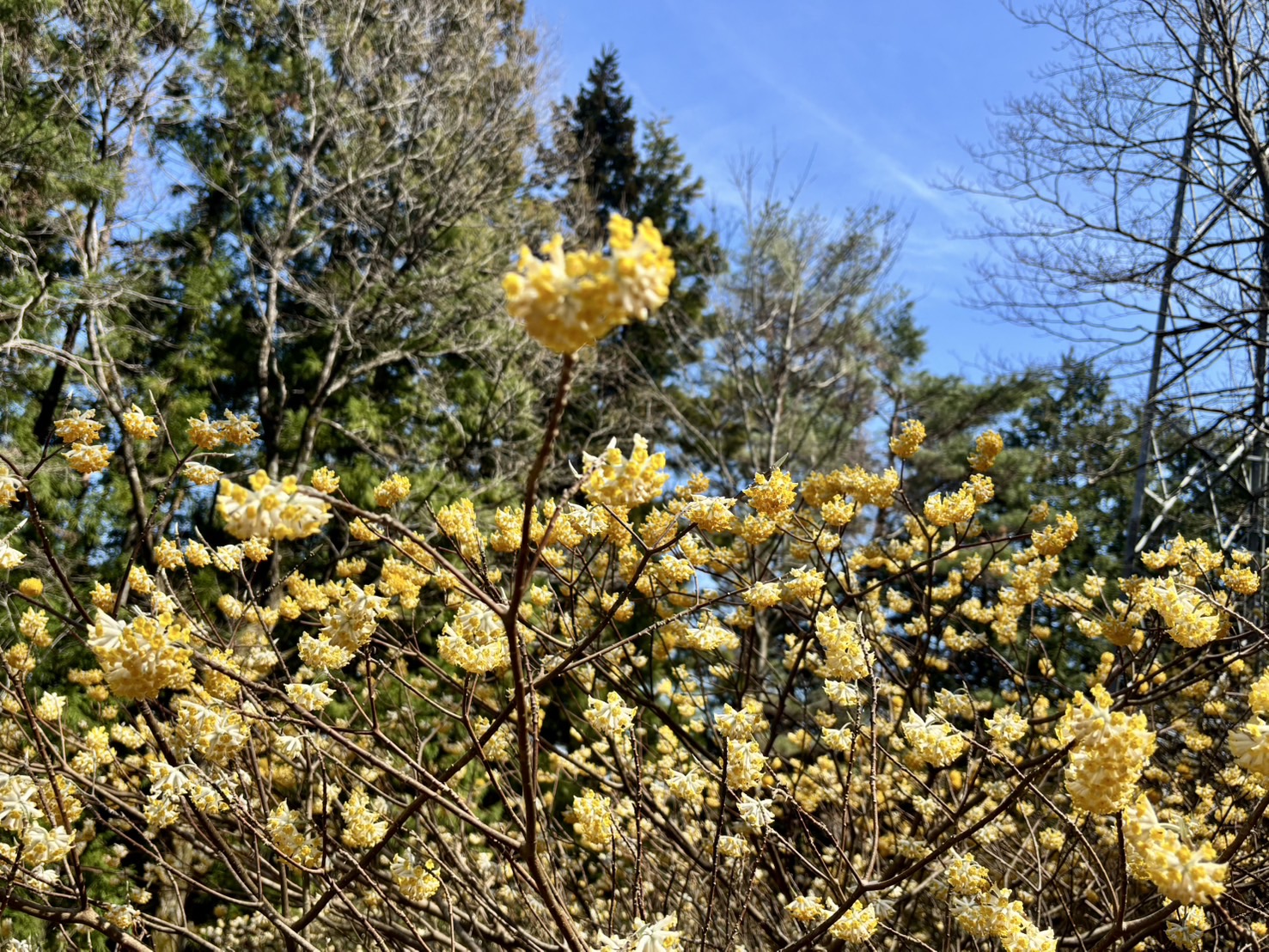 都留アルプスのミツマタ群生地に咲く黄色い花。春の里山を彩る絶景